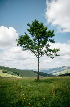 Lonely tree on the meadow in Carpathian mountainsの素材