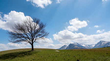 Lonely tree in the meadow with mountains in the backgroundの素材