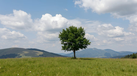 Lonely tree on a meadow in the Carpathian mountainsの素材