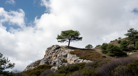 Pine tree on top of a rock in the mountains of Crimeaの素材