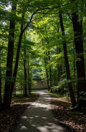 Path in the green forest with trees and grass in the foreground.の素材