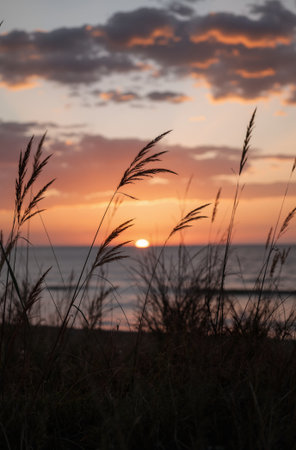 Sunset over the sea with grass in foreground and silhouettes of trees in backgroundの素材