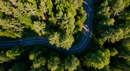Aerial view of the road in the forest. Top view.の素材