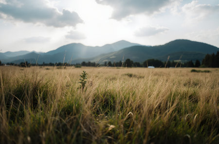 Meadow with grass and mountains in the background at sunset.の素材