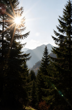 Sunset in the mountains with coniferous forest and high peaksの素材