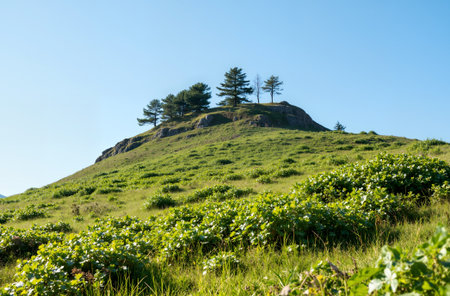 Strawberry field on the top of the mountain in the summerの素材