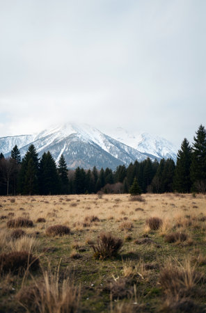 Mountain landscape with meadow, forest and snow-capped peaksの素材