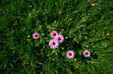 pink daisies on green grass background. top view.の素材