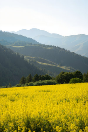 Rapeseed field in the Carpathian Mountains, Ukraine.の素材
