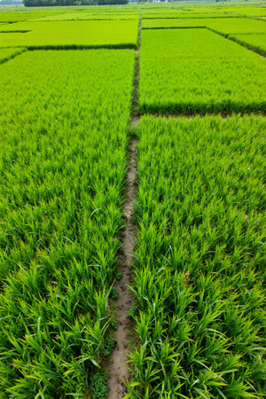 Rice seedlings in the paddy field, closeup of photoの素材