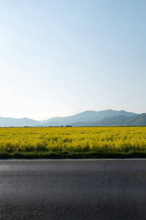 Asphalt road and yellow rape field with mountains on the background.の素材