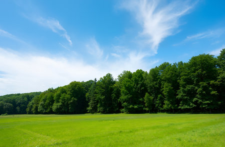 Green meadow and forest under blue sky with white clouds in summerの素材