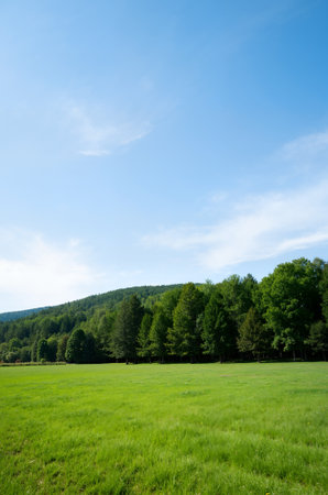 Landscape with green meadow and forest under blue sky in summerの素材