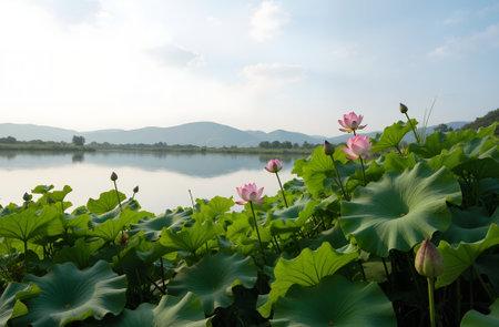 Lotus flower in the lake with blue sky background,Thailandの素材