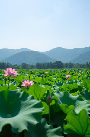 Lotus flower and Lotus flower plants in the lake with mountain backgroundの素材