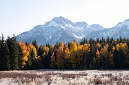 Autumn Landscape with Aspen Trees and Snow Covered Mountainsの素材