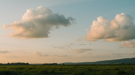 Flock of geese flying over the meadow in the eveningの素材