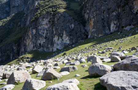 Herd of sheep in the mountains of the Dolomites, Italyの素材