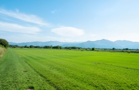 Landscape of green grass field and mountains under blue sky in summerの素材