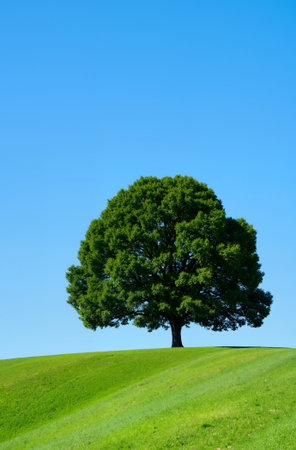 single tree on green meadow with blue sky background, nature seriesの素材