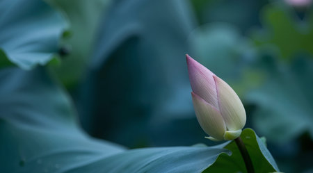 Lotus flower and Lotus flower plants in the pond in the summer.の素材