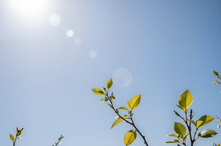 Green leaves on a background of blue sky and sun in the morningの素材