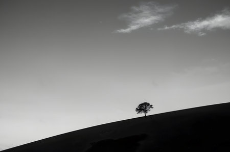 Silhouette of a lonely tree on top of a sand duneの素材
