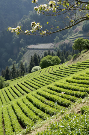 Tea plantation in the mountains of Friuli Venezia-Giulia, Italyの素材