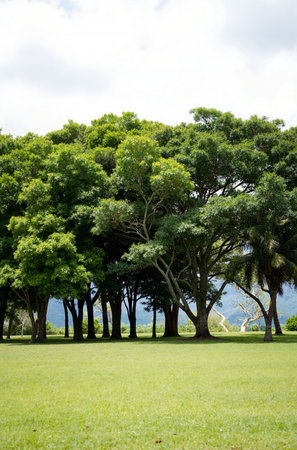 Trees in the park with green grass and blue sky background.の素材