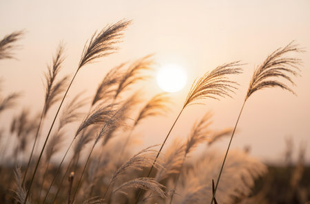 Close up of reed grass in sunset light. Nature background.の素材