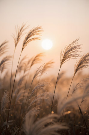 Close up of reed grass at sunset. Beautiful nature background.の素材