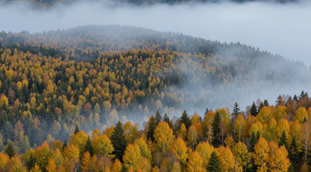 Autumn mountain landscape with colorful forest and foggy clouds in the valleyの素材
