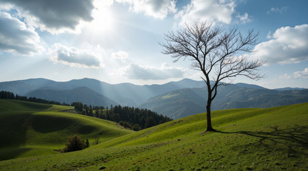 Lonely tree on a hillside in the rays of the sunの素材
