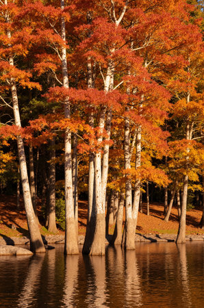 Autumn leaves of trees on the bank of the lake in the parkの素材