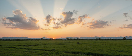 Sunset over rice field in the countryside of Thailand. Beautiful landscape.の素材