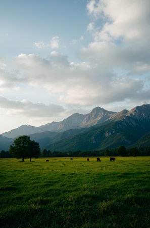 Cows grazing on a meadow in front of a mountain rangeの素材