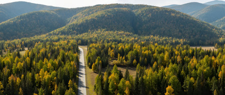 Aerial view of road in autumn forest. Panoramic view.の素材