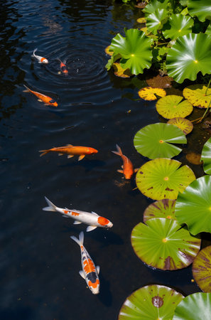 Koi fish swimming in the pond with lotus leaves.の素材