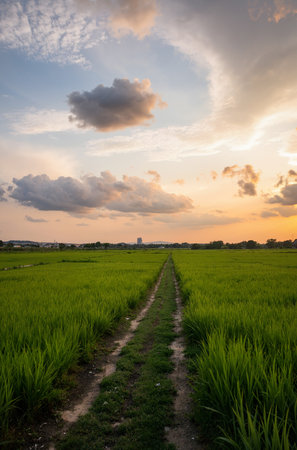 Rice field in the evening with beautiful sky background, Thailand.の素材