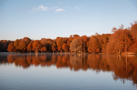 Autumn landscape with trees on the bank of the lake in the eveningの素材