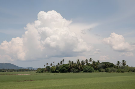 Landscape of rice field and coconut tree with cloudy sky background.の素材