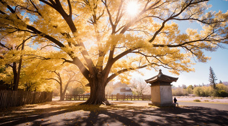 Ginkgo tree in the park in autumn season, Japan.の素材