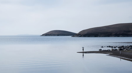 Beautiful view of a seagull standing on a rock in a lakeの素材