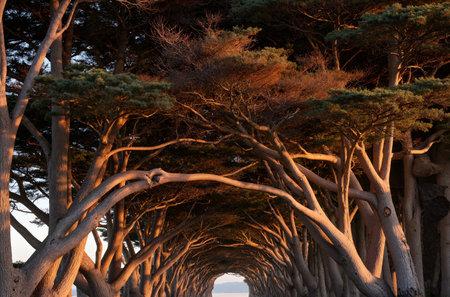 Pine tree tunnel at sunset in Jeju Island, South Koreaの素材
