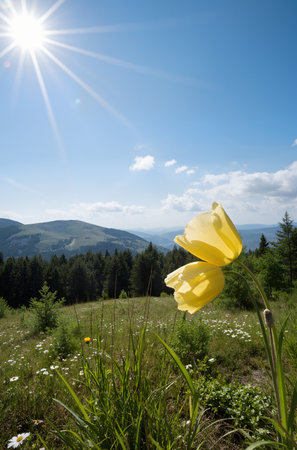 Beautiful spring flowers in the mountains. Ukraine, Carpathiansの素材