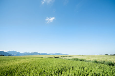 Green wheat field with blue sky and mountain in background, South Koreaの素材