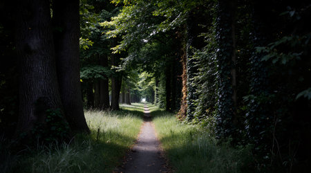 path in the dark forest with trees and grass in the foreground.の素材