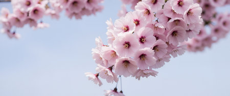cherry blossom sakura in springtime over blue sky backgroundの素材