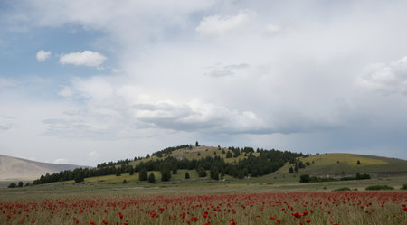 Meadow with red poppies and mountains in the backgroundの素材
