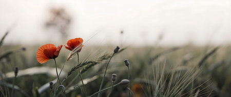 poppies in the field, soft focus, shallow DOFの素材